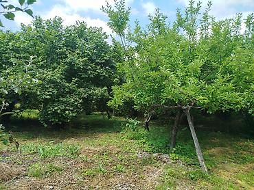 serifzadede satilan evler: 12 sot, Tikinti, Mülkiyyətçi, Kupça (Çıxarış) — 4