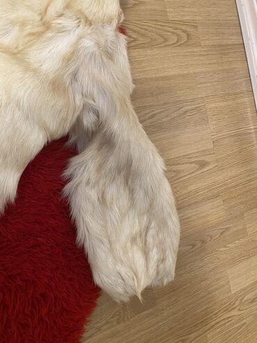 Jiletlər: Şubala esildir tukleri tokulmur,isti saxlıyır.38-40 razmere -da lalafo.az — 6 Jiletlər: Şubala esildir tukleri tokulmur,isti saxlıyır.38-40 razmere — 6