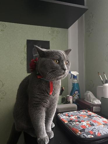 Кошки: Британская, Самец, В добрые руки — 2