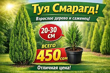 Туи местные выращенные в Кыргызстане 100% приживаемость!!! Саженцы