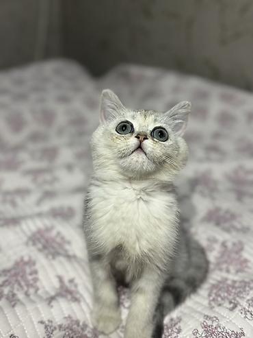 Продажа кошек: Скотиш Страйт (Шотландская прямоухая), 3 месяца, Мальчик, Серебристая шиншилла, Приучена к лотку — 2
