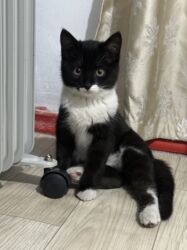 отдам котенка в добрые руки: Мышык бекер берилет: Породасыз, 3 айлык, Ургаачы, Лотокко барууга үйрөтүлгөн