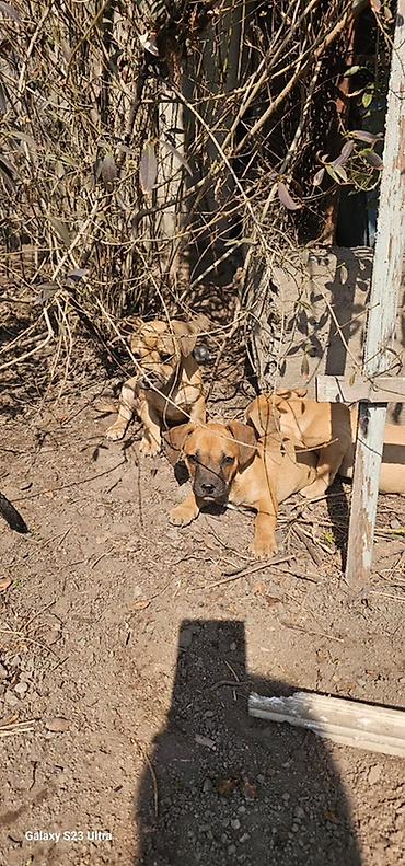 Продажа собак: Щенки смешанной породы - Окрас: рыжий/палевый с тёмной мордочкой. - — 8