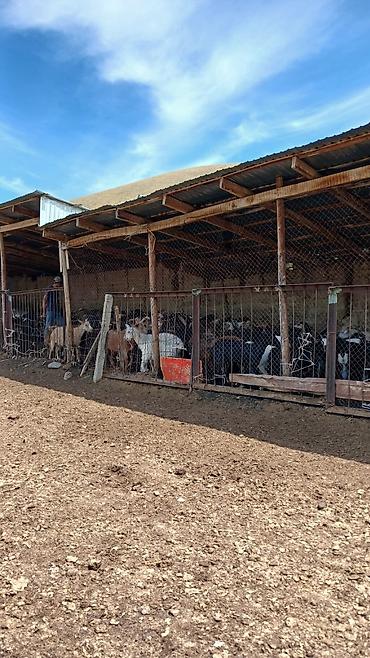 Продажа участков: 100 соток, Красная книга — 9