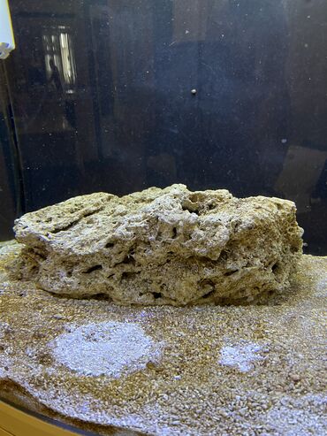 akvarium qiymetleri: Okean canli dashi satilir 7 kq di sudadi hazir gozel gornushu var