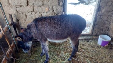 купить собаку для охоты: 8айлык уйротулгон бою 95 чыгат примерно