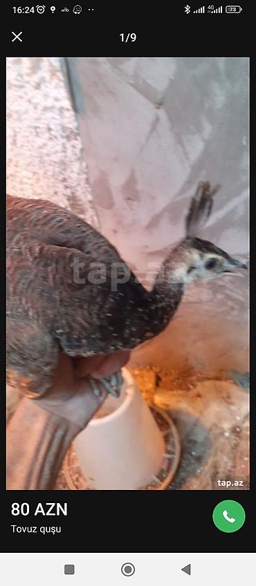 ov quşları: Tovuz quşu balası (paun cücəsi) - Növ: Tovuz quşu (peafowl) – gənc — 1