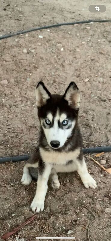 husky qiymetleri: Xaski, 4 ay, Dişi, Peyvəndli