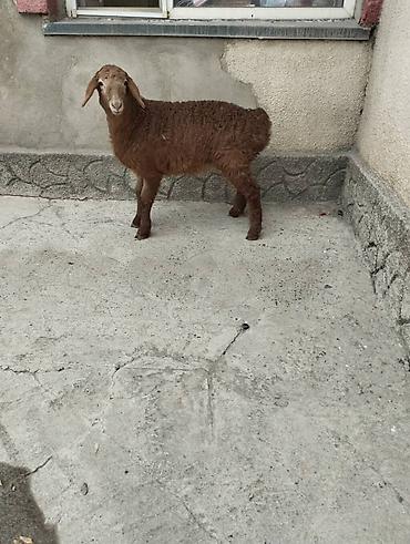 Баран, овца: Продаю | Овца (самка) | Арашан | Для разведения | Племенные at lalafo.kg — 5 Баран, овца: Продаю | Овца (самка) | Арашан | Для разведения | Племенные — 5