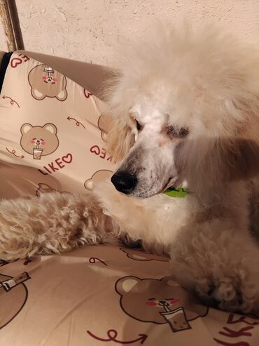 İtlər: Pudel — 6