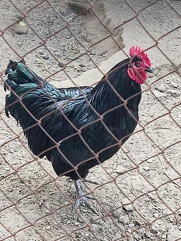 qarğa balası satılır: Australop yumurtasi satilir.saat 21:00 dan sora narahat edmeyin — 1