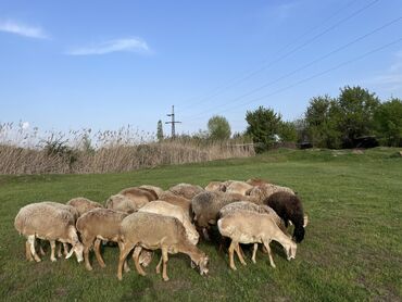 овцы оптом: Продаю | Овца (самка) | Арашан | Для разведения