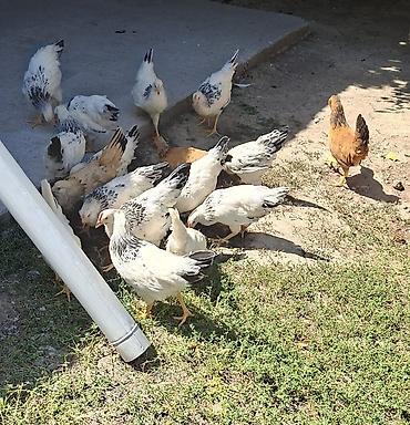 феи бишкек а: Адлер жожо 4 айлыктар🐤🐔 — 1