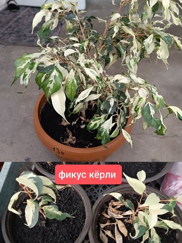 семена люцерны в бишкеке: Садовые цветы и кустарники