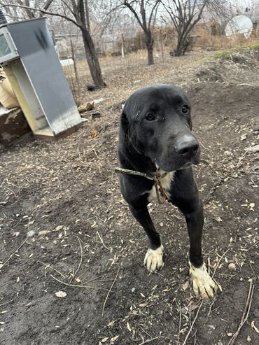Продажа собак: Продаю собаку алабай 1.5 года. Кобель Цена договорная — 3