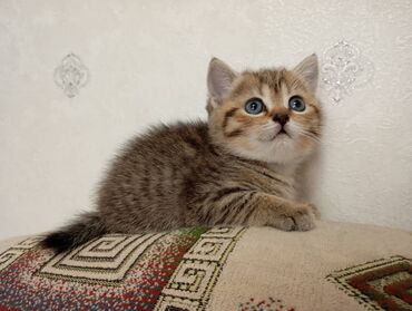 купить лежанку для кота: Шотландские прямоухие котята. Возраст 2 месяца. Милые и игривые
