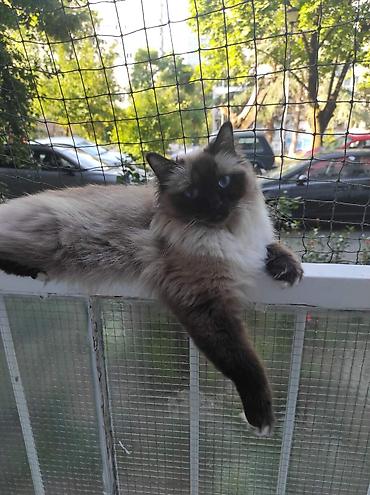 Mačke: Ragdoll mačići – blue point rođeni 02.04. - Prelepi ragdoll mačići sa — 16