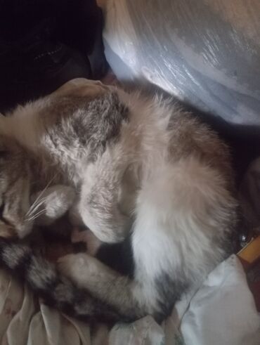 Отдам даром кошку: Кошка даром: Беспородная, Девочка