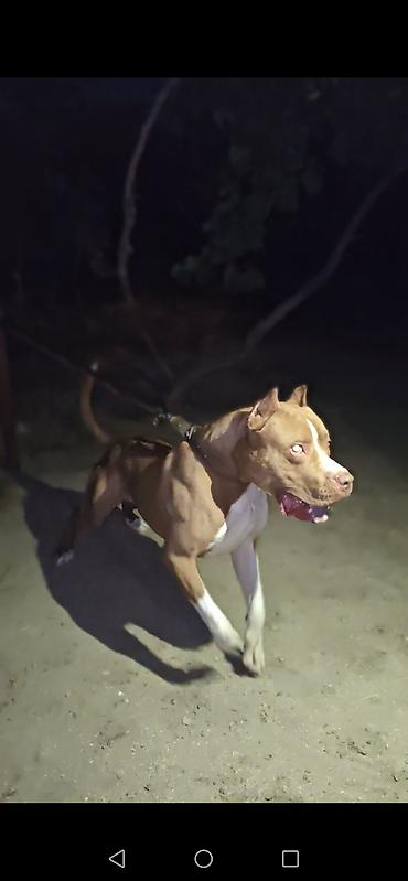 pitbul balaları: Pitbul, Erkək, Cütləşmə üçün — 3