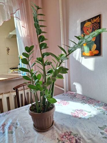 растение для дома и офиса: Продаю "Замиокулькас", в отличном состоянии. Недавно отцвел