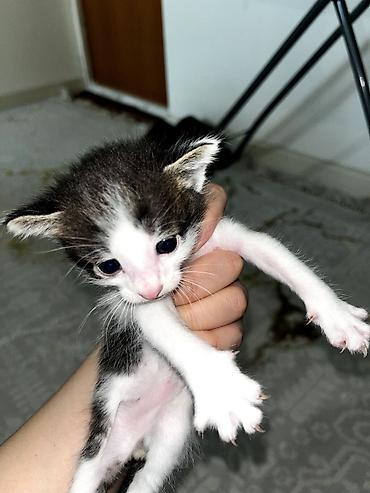 Продажа кошек: Продам кошку. вместе с ней идет её игрушка, кошачья мята и ошейник — 4