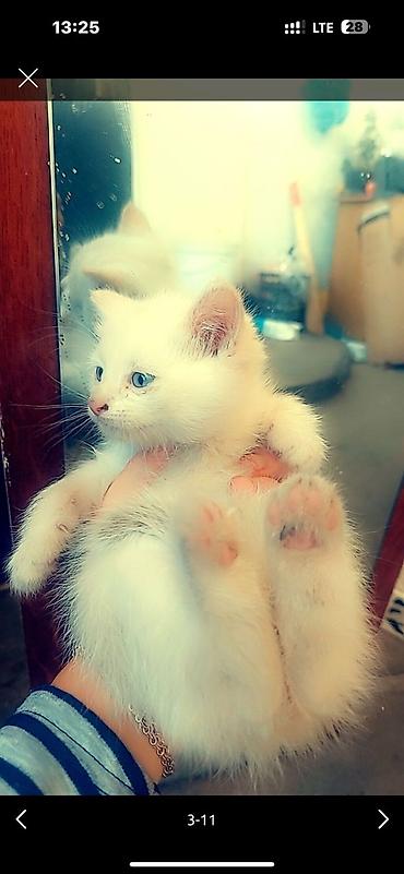 сибирская кошка бишкек: Котята. 1 месяц — 1