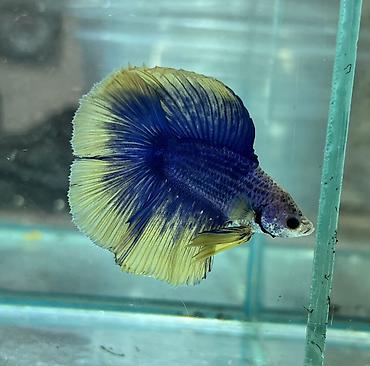 Аквариумы: Рыбки | Аквариумы | Оборудование | Аксессуары | Растения Богатый опыт — 31