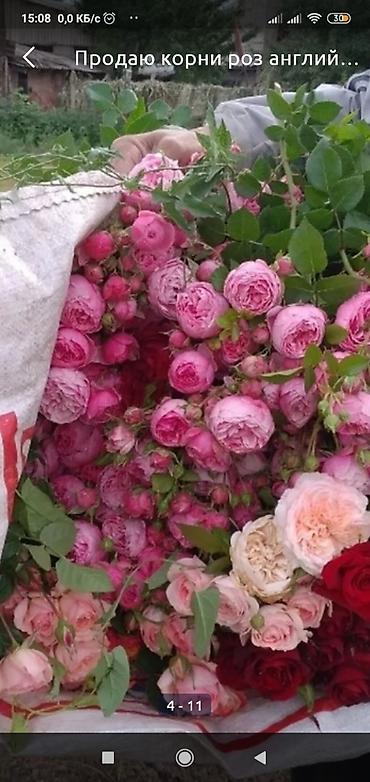 купить аквариум бишкек: Корни роз продажа — 6