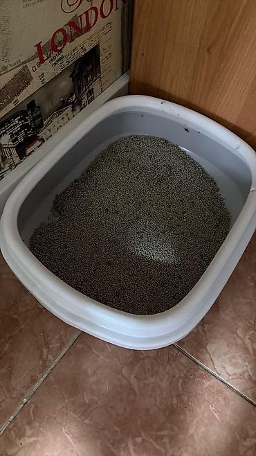 котята скотиш страйт: Скотиш Страйт (Шотландская прямоухая), 2 месяца, Девочка, Голубой, Приучена к лотку — 6