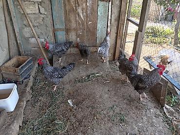 qarğa balası satılır: Toyuq, Damazlıq — 5