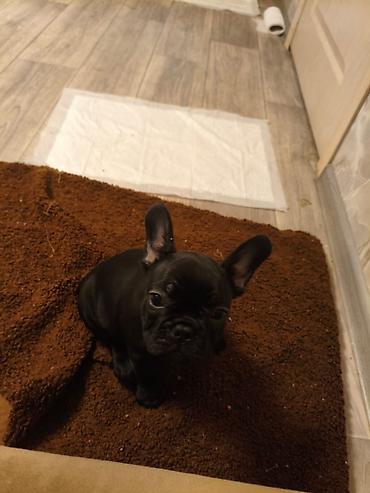 Продажа собак: Бульдог, 2 месяца, Самец, С прививкой at lalafo.kg — 4 Продажа собак: Бульдог, 2 месяца, Самец, С прививкой — 4