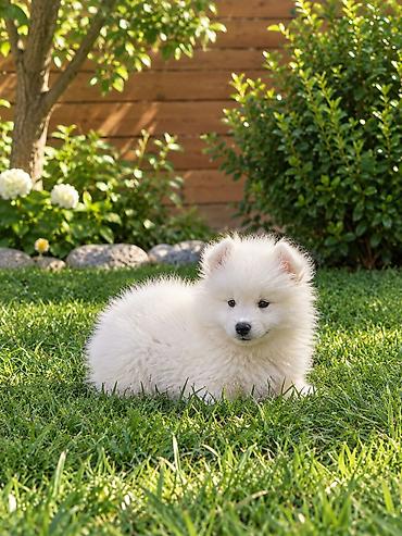 heyvanlar və balaları: Samoyed, Peyvəndli — 10