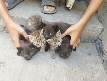 ���������� ������������������������ 5 ������������ �������� ������������ в Кыргызстан | ОТДАМ ДАРОМ: Отдаем в хорошие добрые руки кошку Сибирскую с 5 мя котятами, в связи
