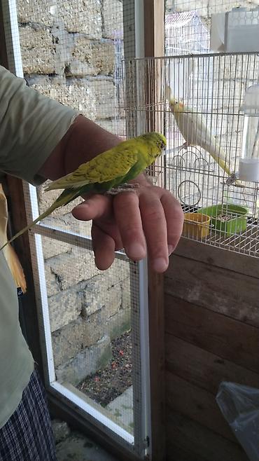 lələkli heyvanlar: Məhsul: Qəfəslə birlikdə nimfa cütü (cockatiel) Təsvir: - Qızılı-sarı — 2