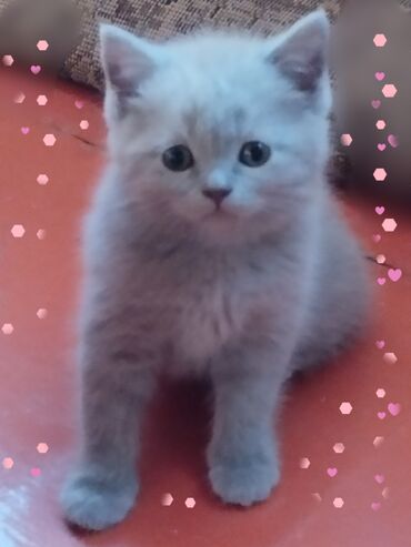 британская лиловая кошка: Продаю Британских котят.Родились12.04( 2 месяца).К латку причины