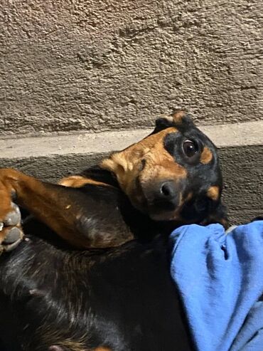 продажа щенков немецкой овчарки с документами в бишкеке: Miniature Pinscher, 4 айлык, Ургаачы, Эмделген