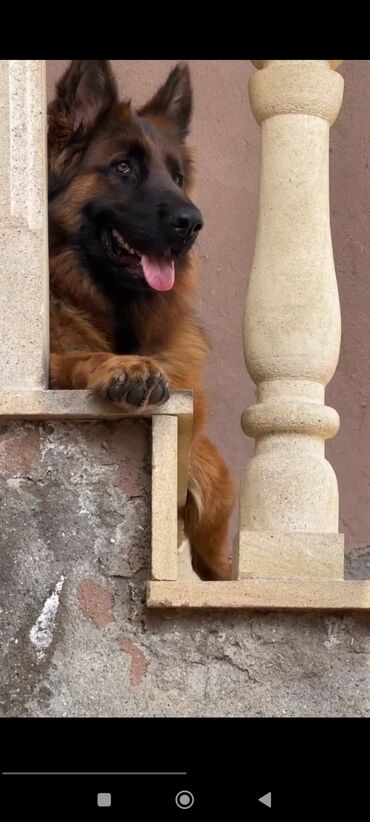 İtlər: Alman çoban iti, 2 ay, Erkek, Peyvəndli — 11