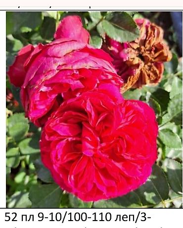 Садовые цветы и кустарники: Корни роз - Крупноцветковая чайно-гибридная роза с — 2