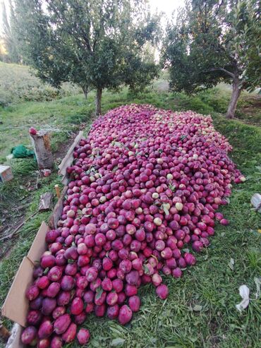 продам картошку: Яблоки Оптом