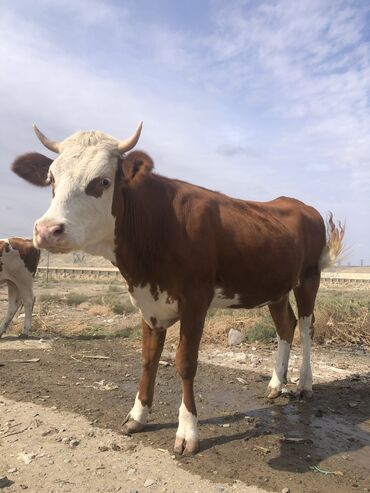 ətlik inək: Dişi, Simental, il: 2, 350 kq, Damazlıq, Ünvandan götürmə