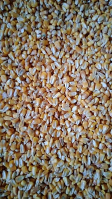 корма для сх животных: Продаю сухую рушенную кукурузу в мешках 100тонн отличный сорт, сухой