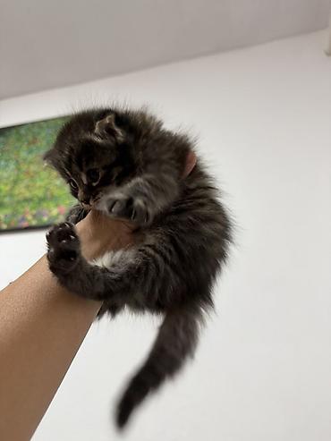 корм для курей несушек: 1 месяц, Девочка — 9