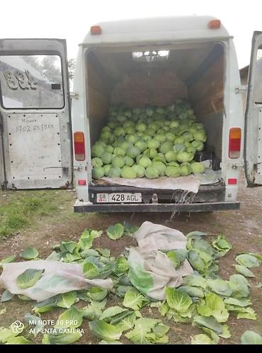 Грузовики: Грузовик, Mercedes-Benz — 7