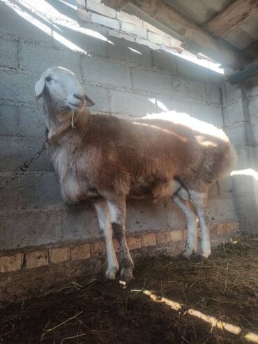 Бараны, овцы: Продаю | Баран (самец) | Арашан | Для разведения — 11