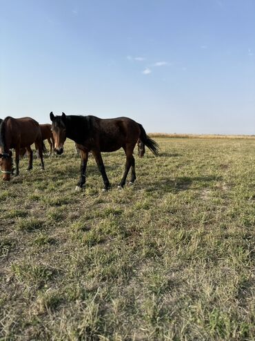 Лошади, кони: Продаю | Жеребенок, Жеребец, Кобыла (самка) | Кара Жорго | Для молока, Для разведения, На забой — 3