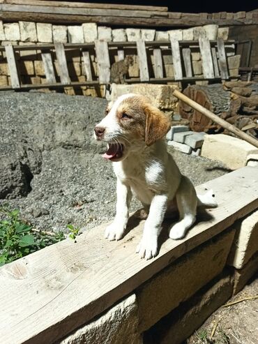 золотая шиншилла котенок: Qurdbasar, 1 ay, Erkek, Peyvəndli, Ünvandan götürmə, Ödənişli çatdırılma