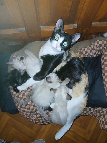 котята сиамские купить: Сиамская, 2 месяца, Мальчик, Биколор — 6