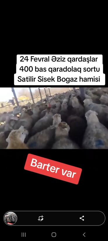 Qoyunlar, qoçlar: 24 fevral 400 bas qaradolaq sortu satilir bogaz sisek