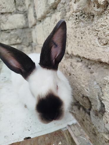 Dovşanlar: Kalfor dovsanlar temiz qan — 12