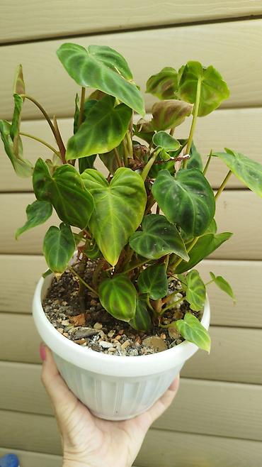 Филодендроны: Монстера Monstera 'Aurea Neon' / 'Lemon Lime'). Монстера Бульвазавр и — 17
